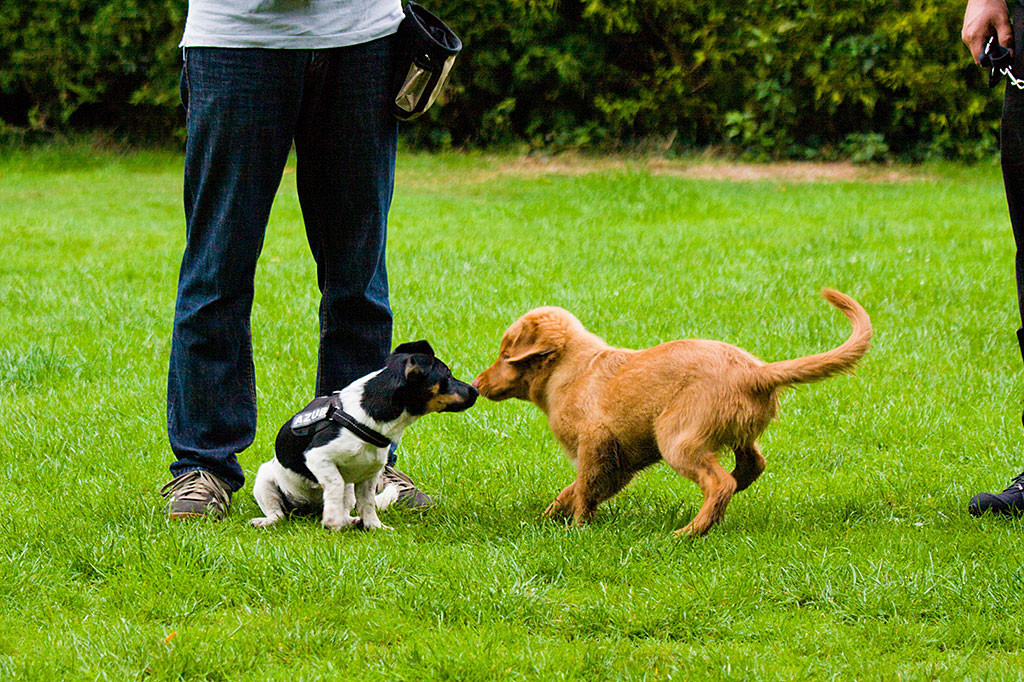 Edison und Luna beschnüffeln sich