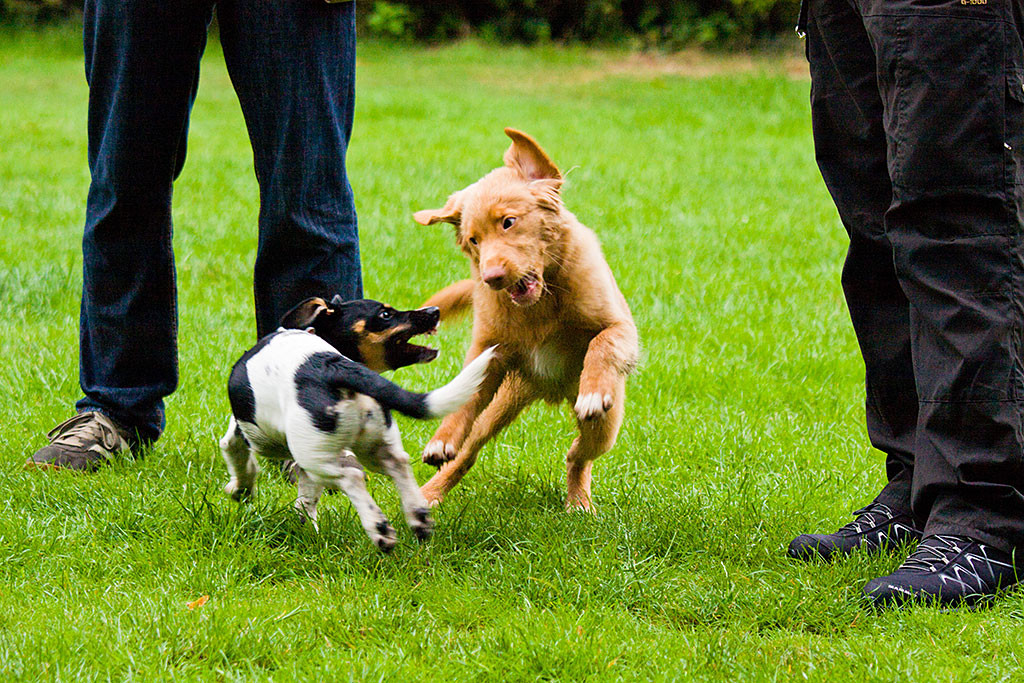 Edison und Luna versuchen sich gegenseitig zu fangen und springen dabei in die Luft