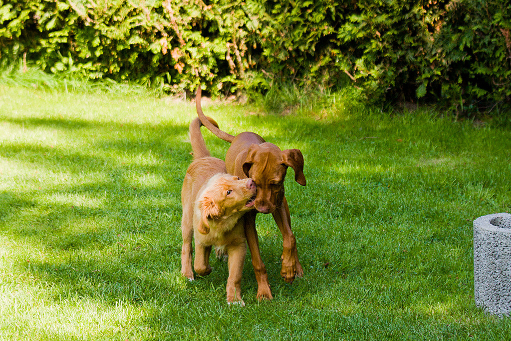Edison hängt bei Lille an den Lefzen