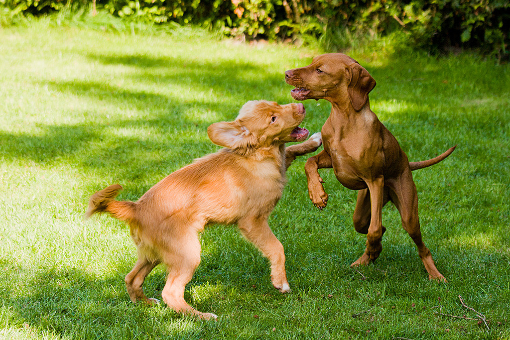 Edison und Lille gehen beide in die Luft