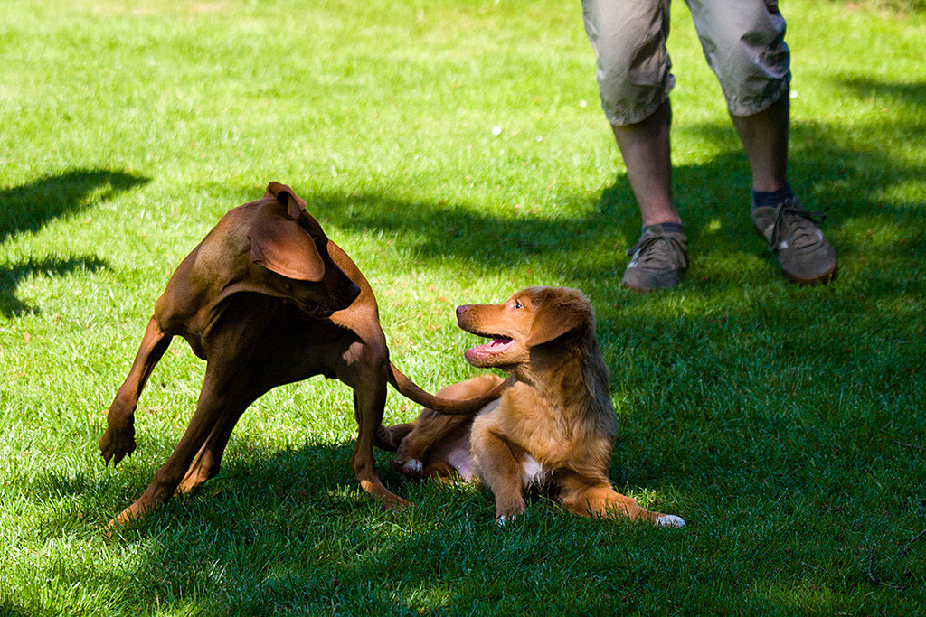 Edison liegt auf dem Boden und schaut zu Lille hoch