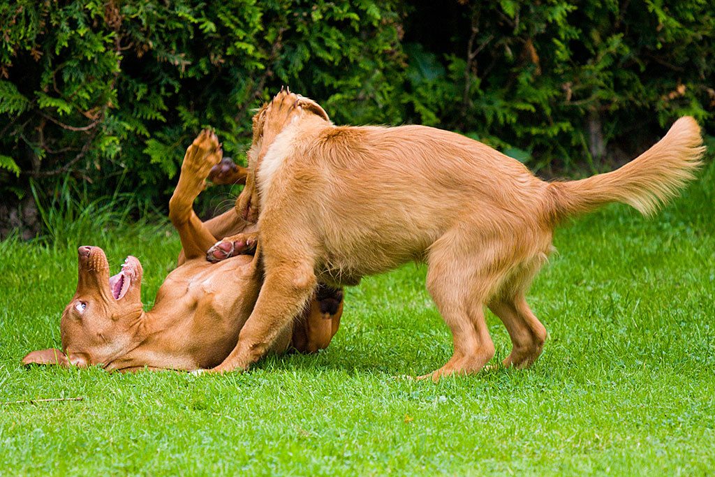 Edison und Lille kabbeln sich