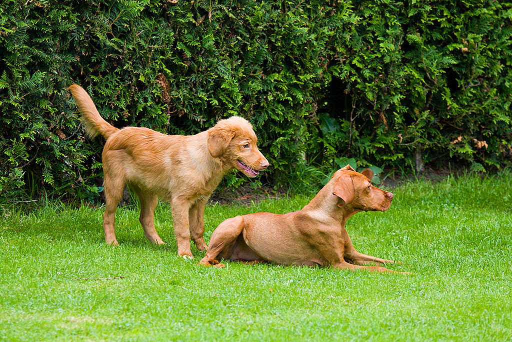 Edison steht hinter der liegenden Lille