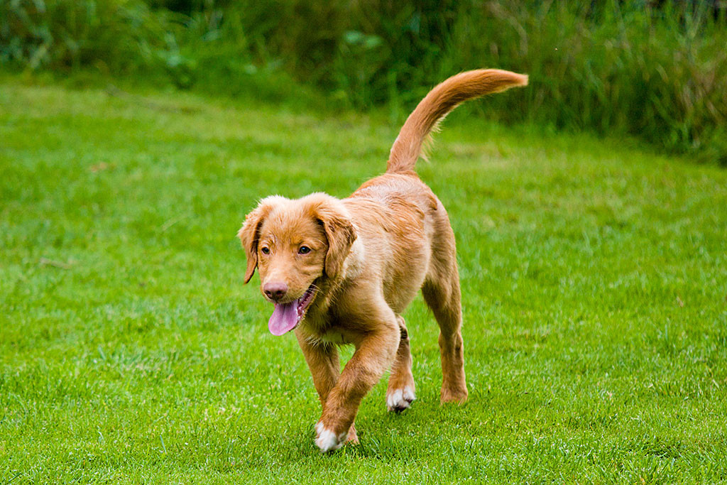 Edison läuft über den Rasen