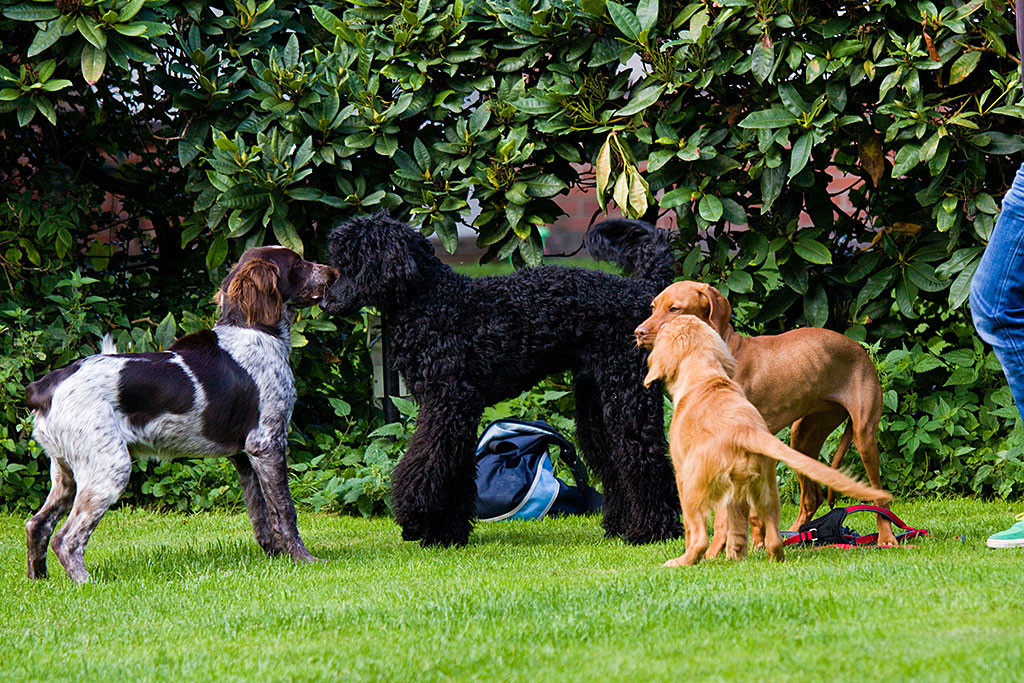 Edison steht zusammen mit drei andern Hunden auf der Wiese