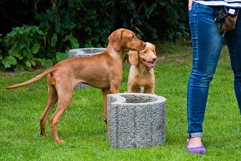 Edison schaut zusammen mit Lille was sonst so auf der Wiese los ist