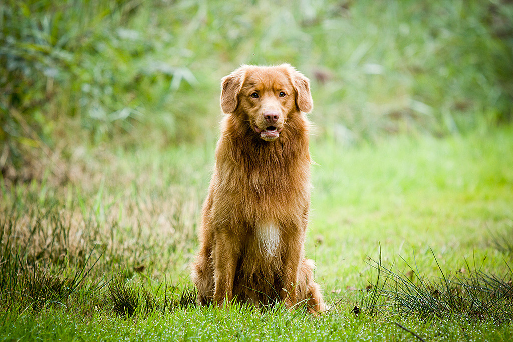 Edison sitzt im Gras und schaut fordernd gen Kamera