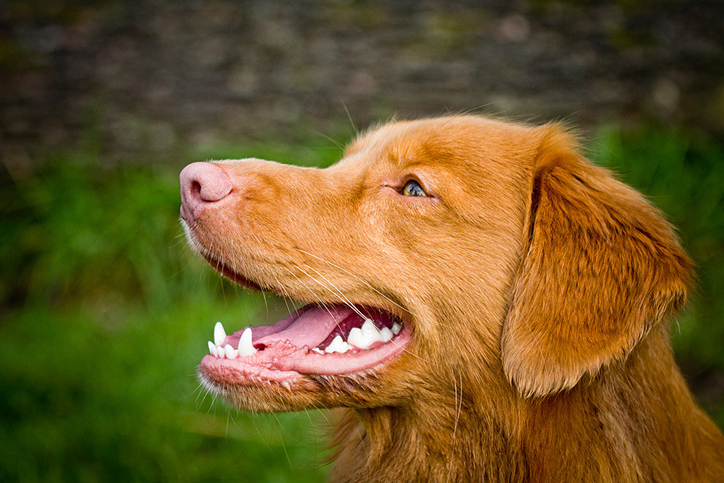 Edisons Kopf von der Seite, lächelnd mit offenem Fang