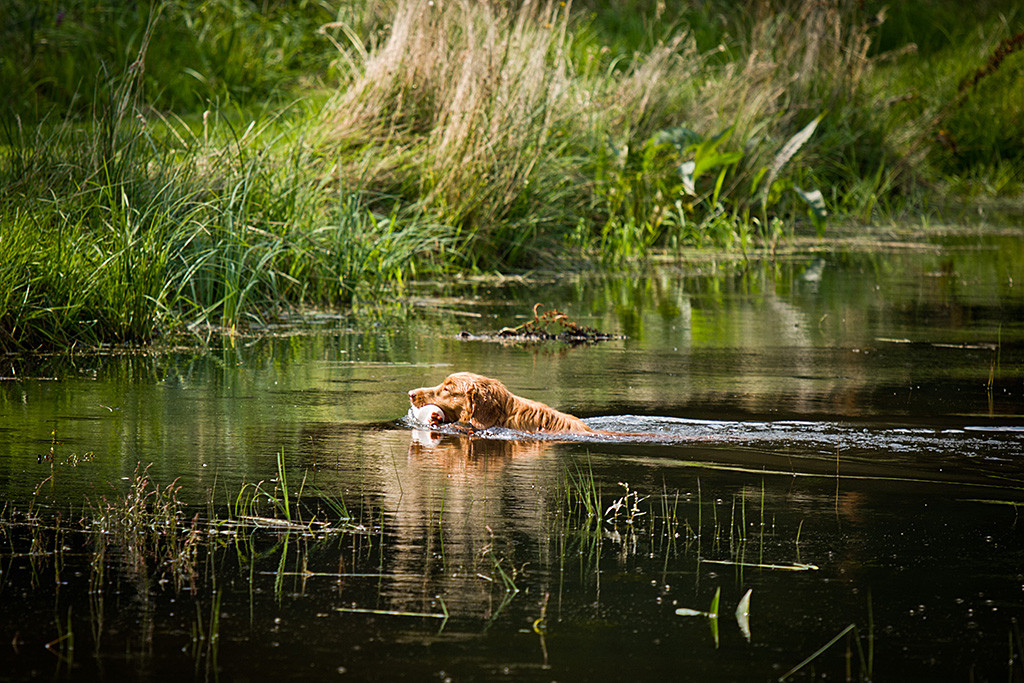 Edison schwimmt mit dem Dummy im Fang durch den Teich zurück zu Stephan