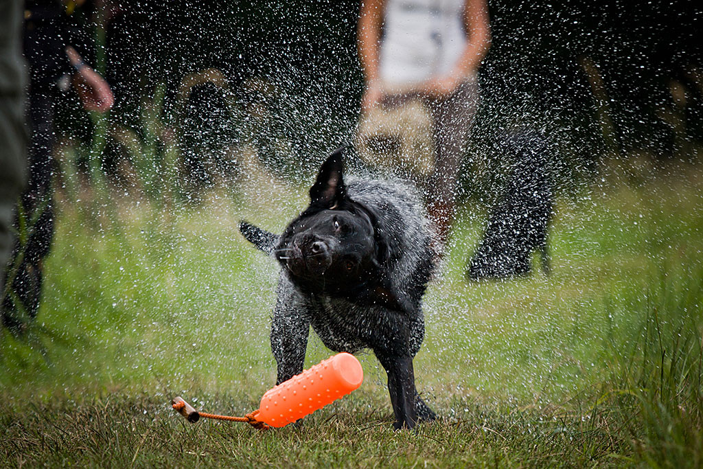 Enyo lässt den Dummy fallen und schüttelt sich