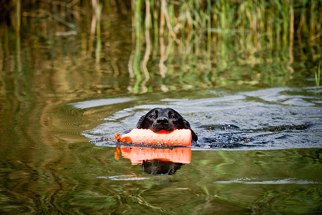 Henry apportiert einen Wasserdummy und schwimmt auf die Kamera zu