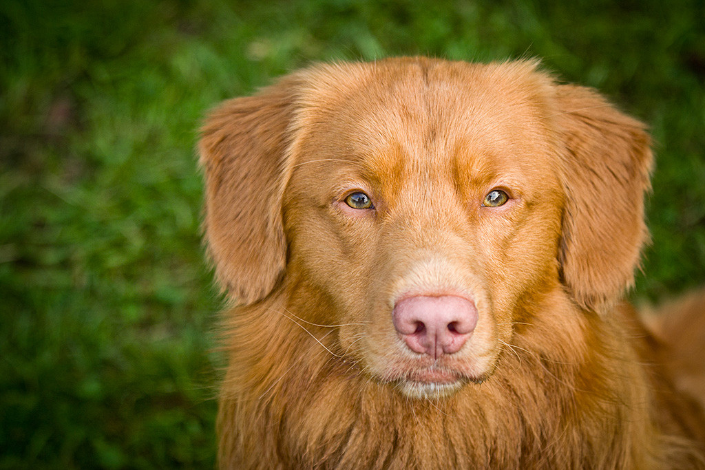 Edisons Kopf von vorn, ernst dreinschauend