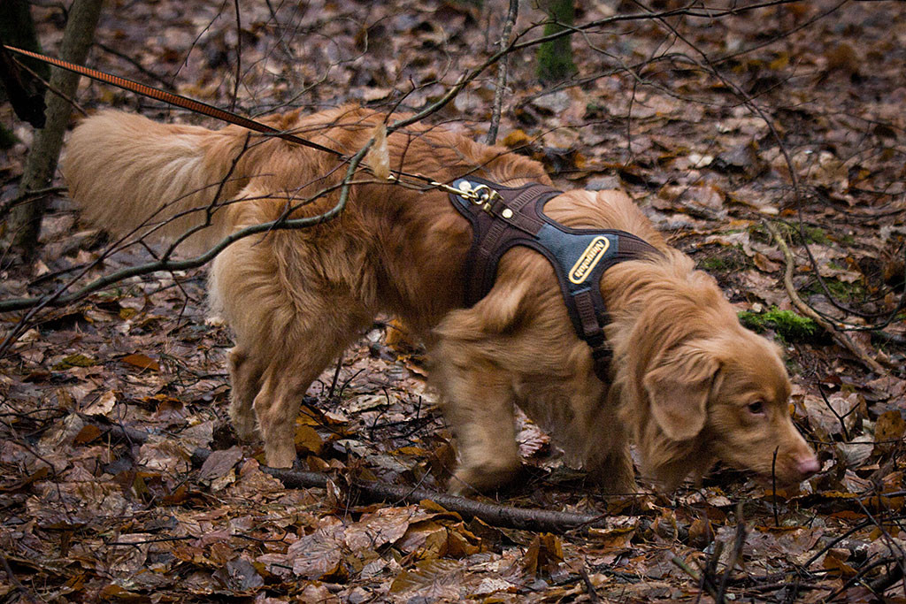 Edison läuft mit tiefer Nase über den Waldboden