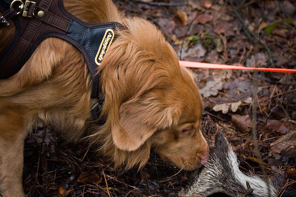 Edison hat am Ziel die Rehdecke gefunden