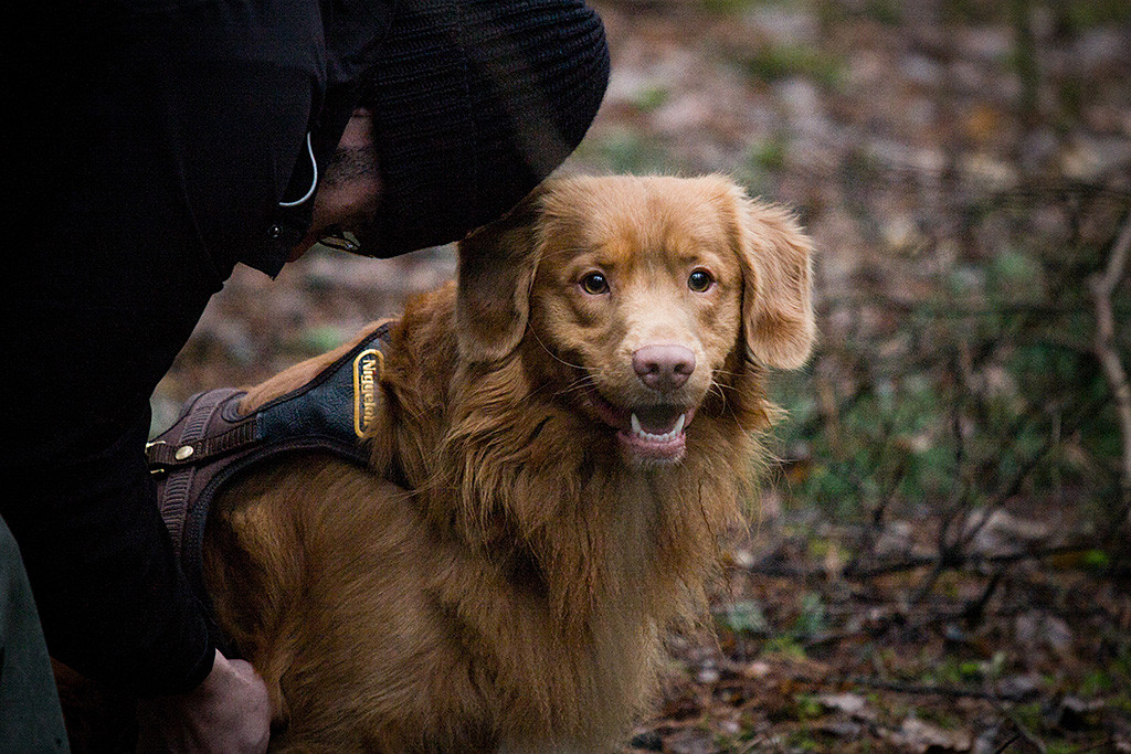 Edison, der in die Kamera lächelt, wird von Stephan von seinem Geschirr befreit