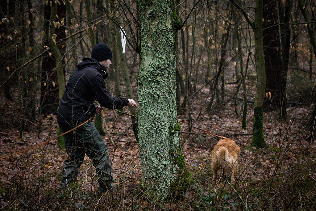 Edison folgt der Fährte, Stephan den Riemen haltend hinterher