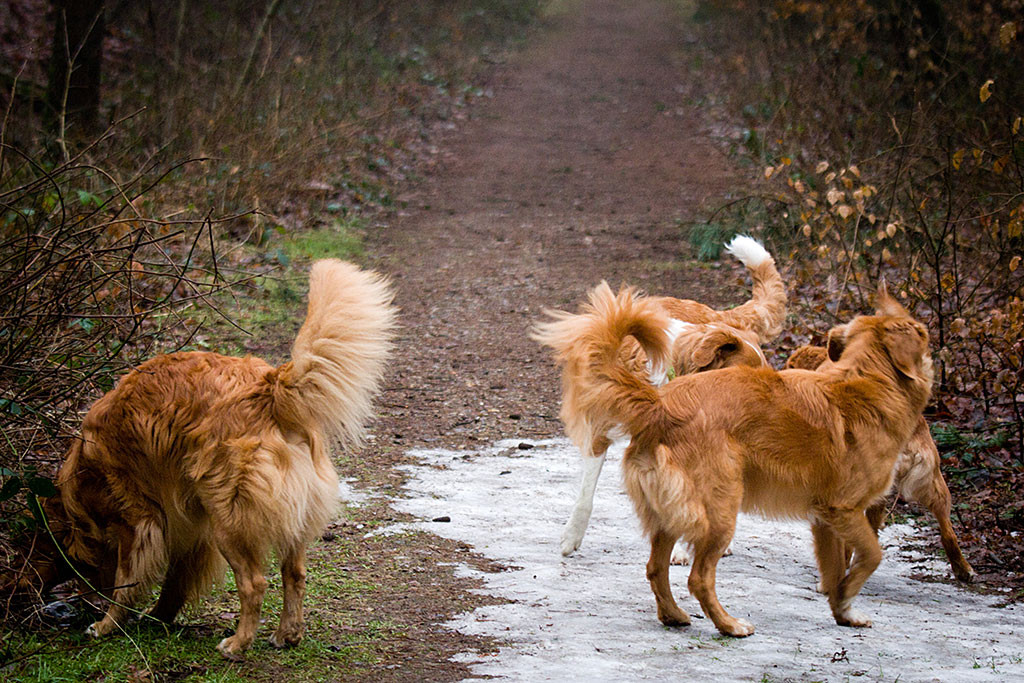 Edison, Snö, Cona und Silvan am schnüffeln auf einem Waldpfad