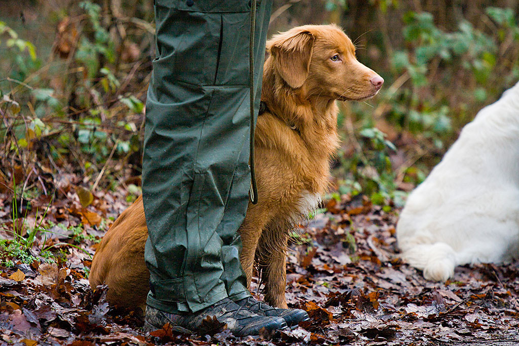 Edison sitzt neben mir im Laub und schaut gespannt nach vorn