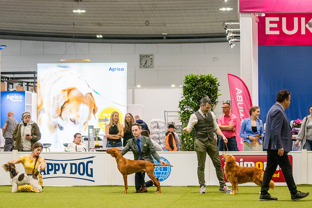 Newton steht in einer Reihe mit dem Petit Basset Griffon Vendéen, Gewinner der Gruppe 6, und dem Magyar Vizsla, Gewinner der Gruppe 7
