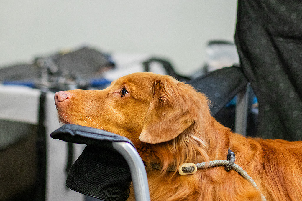 Edison liegt im Stuhl und hat dabei ganz entspannt seinen Kopf auf der Lehne abgelegt