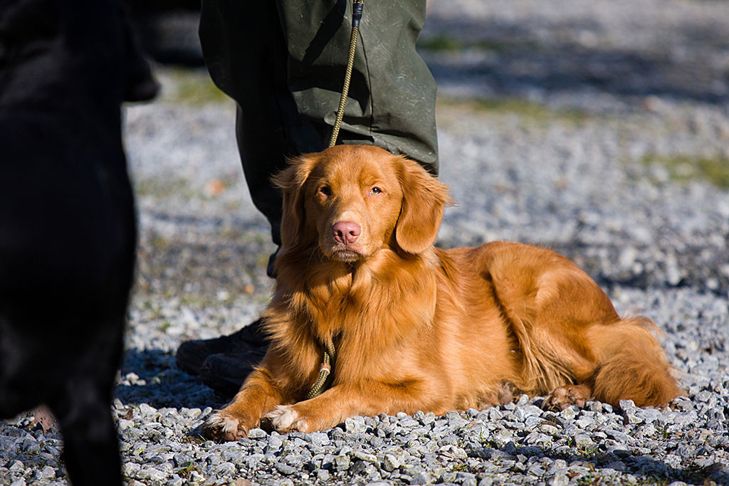 Edison liegt entspannt aber aufmerksam an Stephans Seite