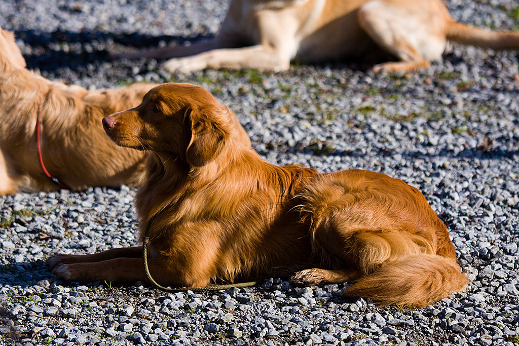 Edison wurde ins Platz befördert