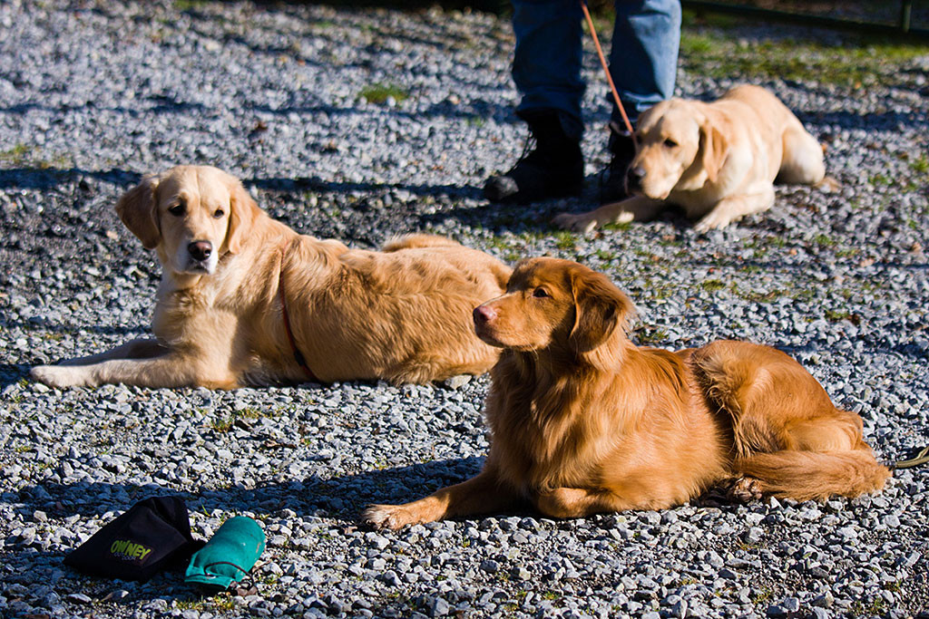 Edison schaut zu Stephan während vor ihm ein Dummy und ein Leckerchenbeutel liegt