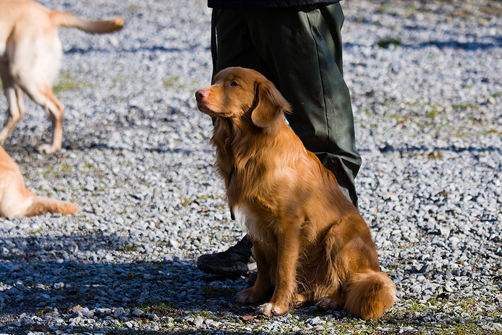 Edison sitzt an Stephans Seite und schaut gespannt halbhoch nach vorn