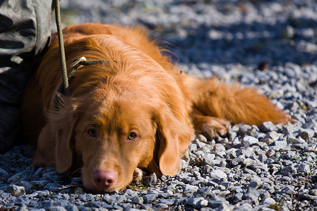 Edison liegt mit seinem Kopf auf dem Boden an Stephans Seite