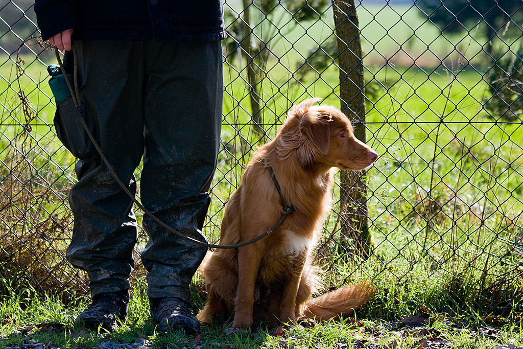 Edison sitzt neben mir am Zaun und schaut entspannt zur Seite