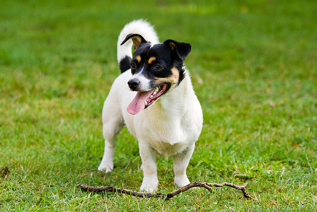 Oreo posiert vor einem Ast