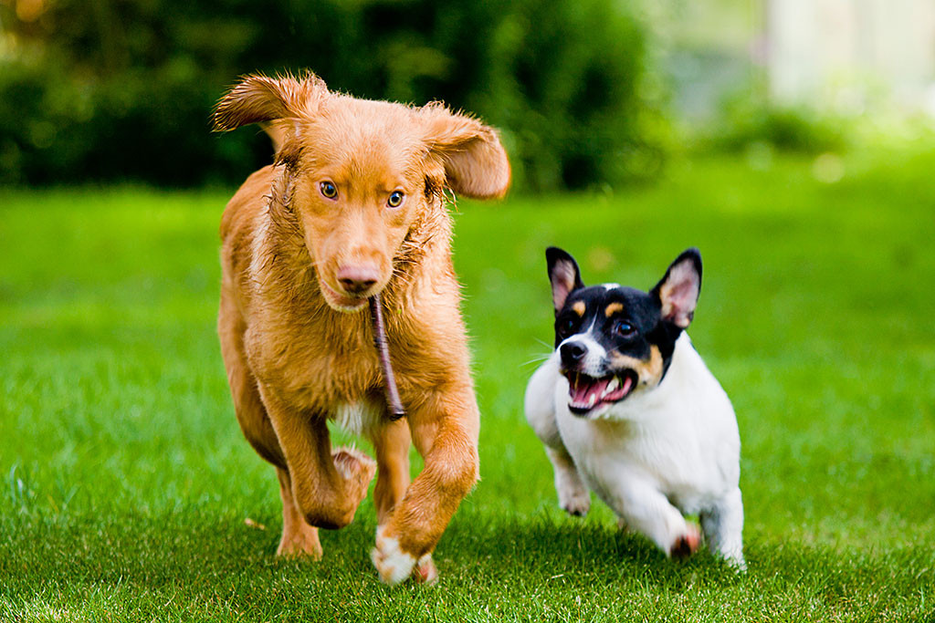 Oreo jagt Edison, der ein Stöckchen im Maul hat