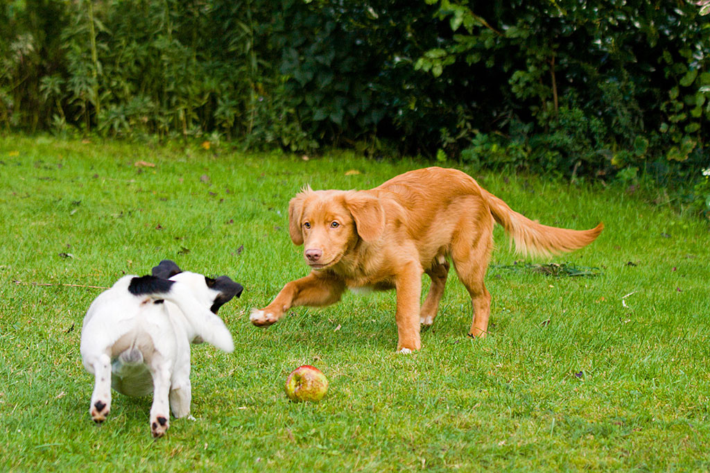 Edison und Oreo beginnen zu spielen