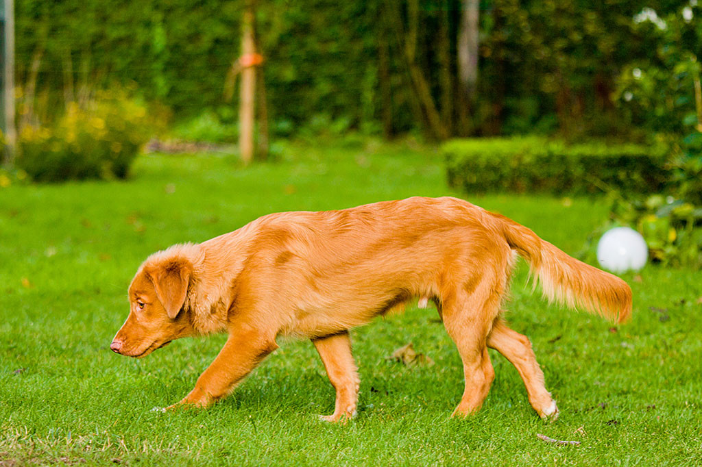 Edison läuft fokussiert im Garten