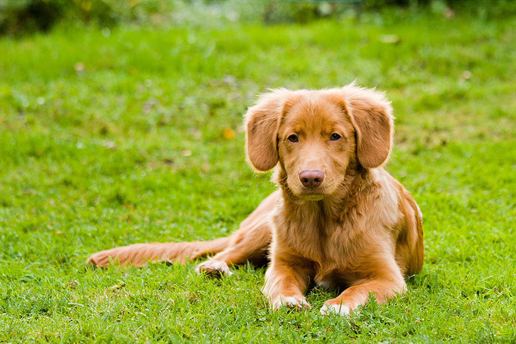 Edison liegt auf dem Rasen und schaut frontal in die Kamera