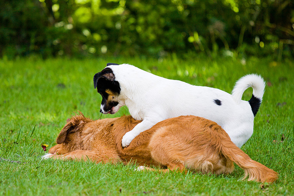 Oreo wirft sich auf den liegenden Edison