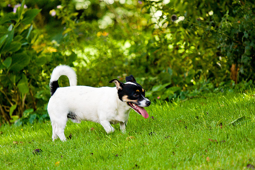 Oreo läuft hächelnd im Garten