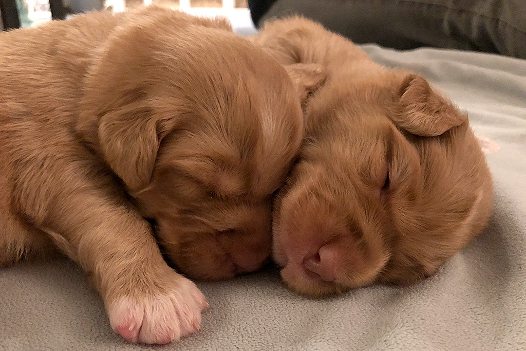 Zwei Welpen schlafen aneinandergekuschelt