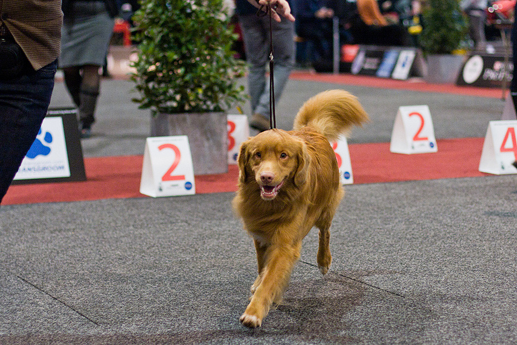 Edison läuft geführt von Stephan durch den Ring