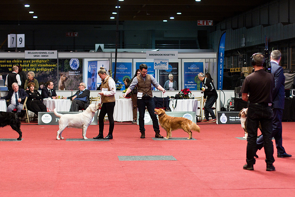 Edison posiert noch einmal mit allen anderen Hunden um die Wette