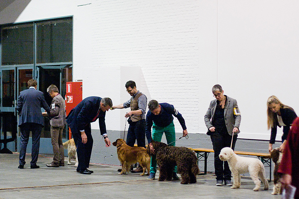 Edison steht in Mitten der anderen Rassebesten der Gruppe 8 und wird vom Richter begutachtet