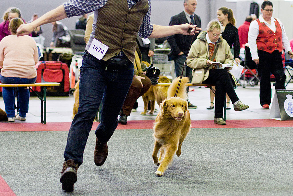 Edison läuft geführt von Stephan durch den Ring
