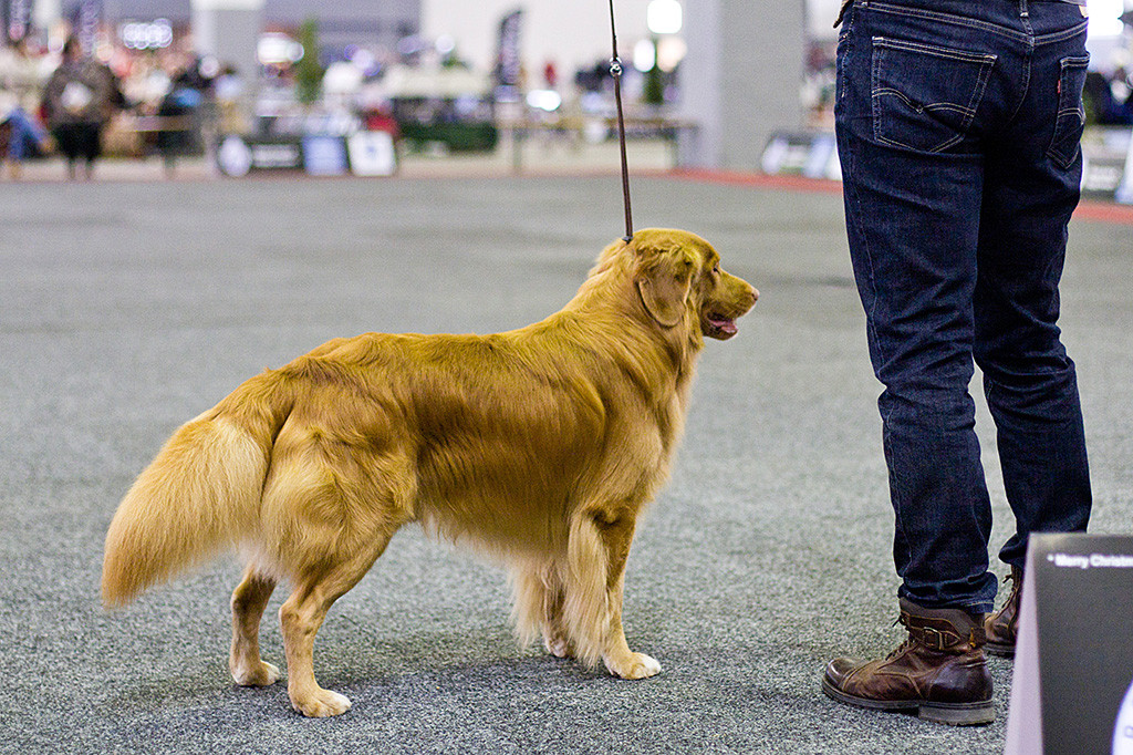 Edison nimmt Aufstellung um gleich ums CACIB zu laufen