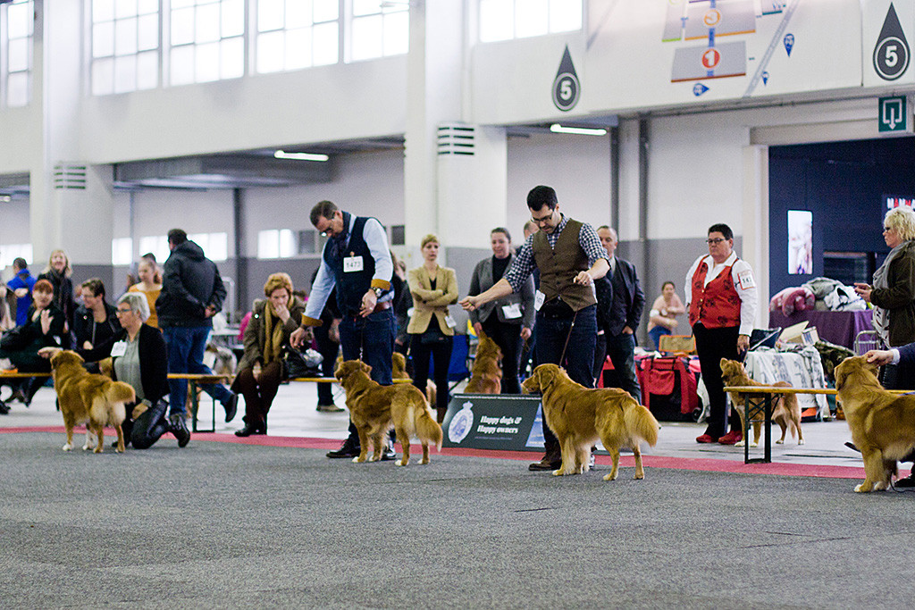 Edison stellt sich mit den anderen drei Championrüden in einer Reihe auf