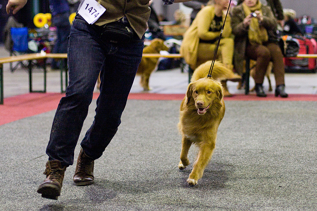 Edison läuft geführt von Stephan mit flottem Schritt durch den Ring