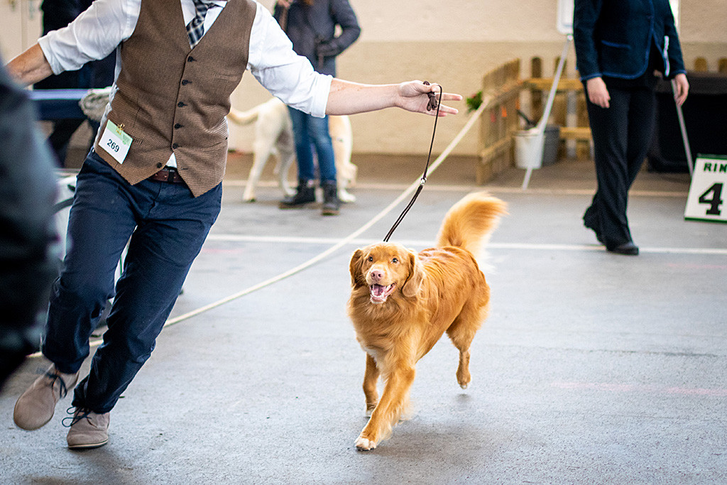 Edison läuft freudestrahlend an Stephans Seite durch den Ring