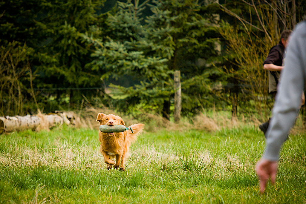 Edison auf dem Rückweg zu Stephan mit dem Dummy im Maul