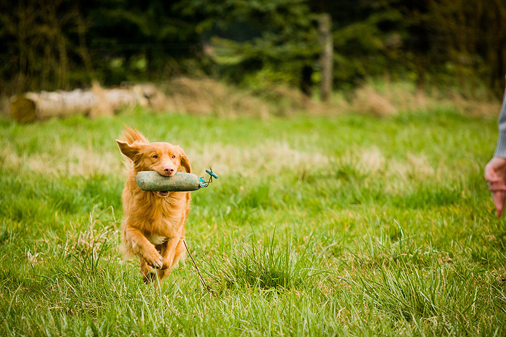 Edison mit dem Dummy im Maul auf dem Weg zum Einparken neben Stephan