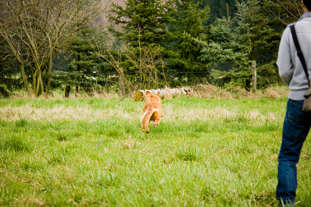 Edison flitzt über die Brache zum Dummy