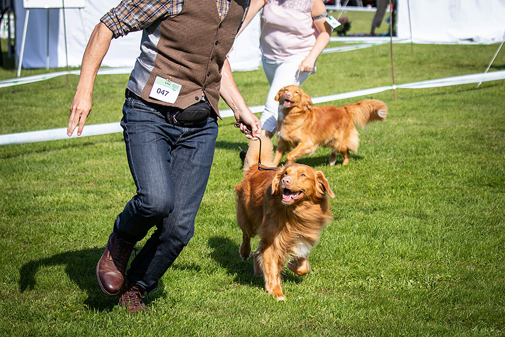 Edison läuft gegen die Hündin an Stephans Seite um den Tagessieg